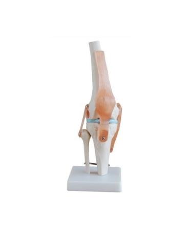 Knee Joint Simulation Model Medical Anatomy Human 1:1 Life Size