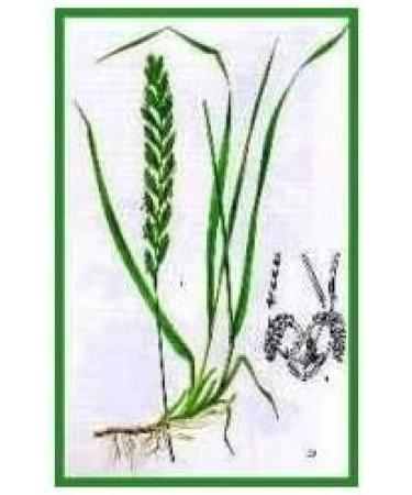 Agropyrum repens 1 kg - Buy Online on GoSupps.com