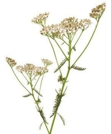 Large Herbal Package for Vaporizers & Aromatherapy - 235g of Scented Herbs & Incense - Buy Online on GoSupps.com