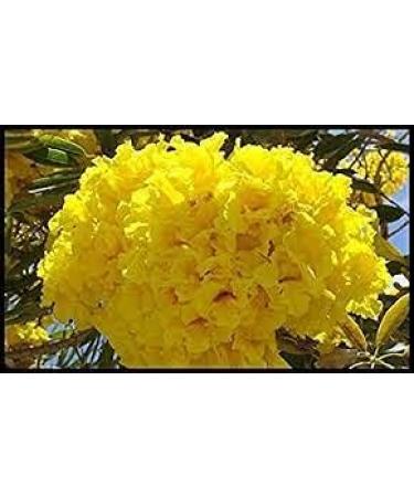 Canopy 25 pieces in Angel Wings - Buy Online on GoSupps.com