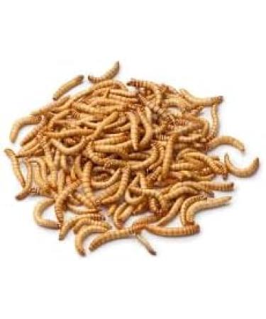 Dried Meal Worms - 160g 1L - Food for Fish Birds Turtles Hedgehogs Rodents and Reptiles - Buy Online on GoSupps.com