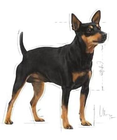 ROYAL CANIN Mini Digestive Care - 1kg - Buy Online on GoSupps.com