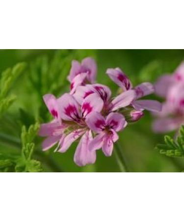 PurePlant Essentials 100% Pure Jophiel Angel Therapy Perfume Oil Organic and Wild Crafted Essential Oils Blend Diluted in Light Coconut Oil - 7.5 ml (1/4 Ounce) - Buy Online on GoSupps.com