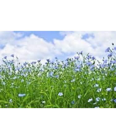 Pureflax 1000 ml 100% Flaxseed Oil Natural UK Grown and Pressed Very High in Omega 3 6 9 and Vitamin E Rich Supplement - Buy Online on GoSupps.com