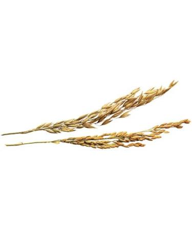 Enzacta Alfa PXP Forte 454 GMS (90 Servings) - Buy Online on GoSupps.com