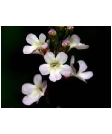 Herboristeria du Valmont Valerian herbal tea sliced root 100 grams - Buy Online on GoSupps.com
