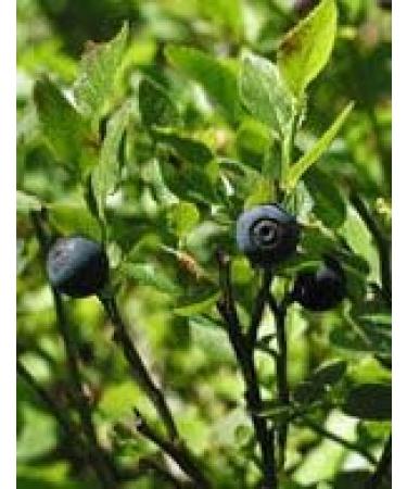 Herboplanet Msa Vaccinium Myrtillus Brotes Arandano 50 ml 1 stuk 50 g