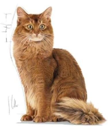 Royal Canin Light Weight Care in Gravy Adult Wet Cat Food 85g (Pack of 12) Pouch 85 g (Pack of 12) - Buy Online on GoSupps.com