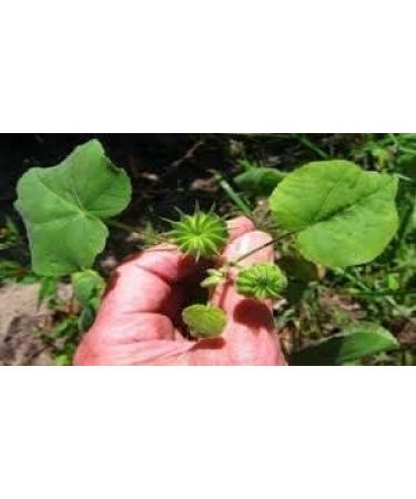 SM Atibala Leaf Powder Abutilon indicum Kangi Powder Indian Mallow 200 g - Buy Online on GoSupps.com