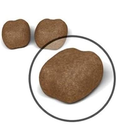 Royal Canin Dental Care Adult Dry Cat Food 3 x 400g - Buy Online on GoSupps.com