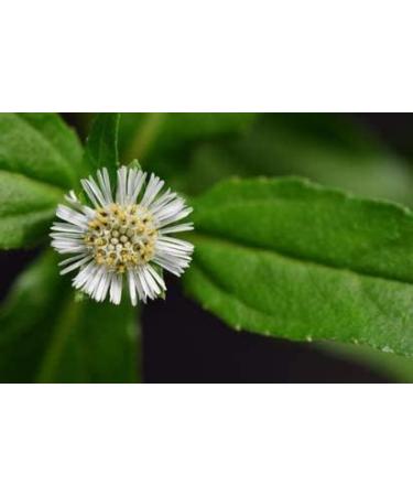 ORGANIZE Tridev ayurveda Bhringraj panchang Powder 200 gm G - Buy Online on GoSupps.com