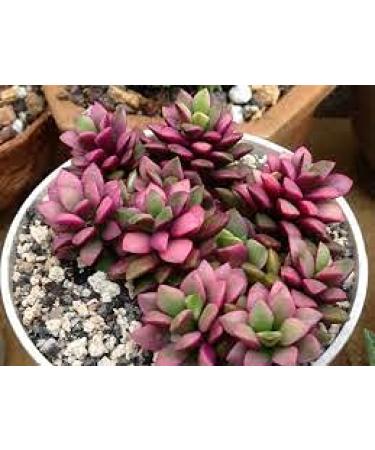 Semi di Fiori Phlox Candy di mezzanotte