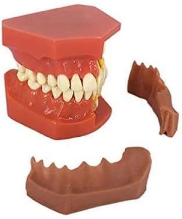 LBYLYH Standard Dental Model - Educational Teeth Model for Children & Adults | Perfect for Studios & Study Tools - Buy Online on GoSupps.com
