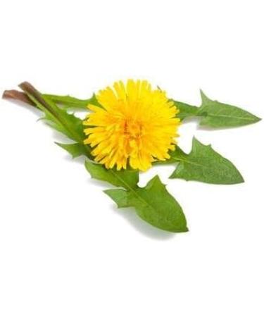FloradixF Dandelion Leave Organic Herbal 15 Bags - Buy Online on GoSupps.com