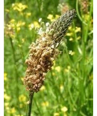 Crazee Deal | Psyllium Husk (Isabgol) 200g - Natural Laxative for Constipation & Weight Loss - Buy Online on GoSupps.com