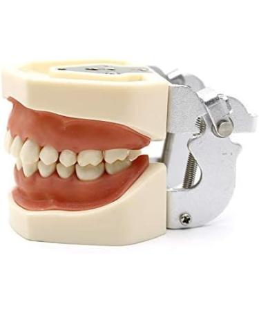 Samnuerly Dental Removable Adult Teeth Model | Dentist Standard Teaching Material & Oral Gum Practice Model - Buy Online on GoSupps.com