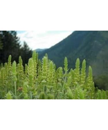 Mountain tea Shepherd's Tea 40g wild organic bunch sideritis scardica ironwort handpicked from the Greek mountains - Buy Online on GoSupps.com