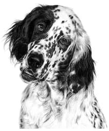 ROYAL CANIN Veterinary Satiety Weight Managemant | 1.5 kg | Complete food for overweight dogs | Obesity reduction - Buy Online on GoSupps.com