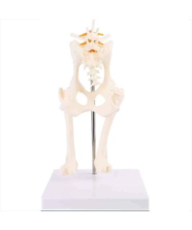Dog Hip Joint Skeleton Medical Model Veterinary Education Demonstration Dog Ventilation Model Dog Skeleton Pet Veterinary Education Animal Model - Buy Online on GoSupps.com