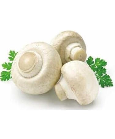 WENXUANSU:3 Pound (1362 grams) Champignon Dried Mushroom Premium Grade from Yunnan China - Buy Online on GoSupps.com