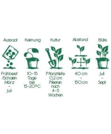 Die Stadtg rtner Sun Hats / Echinacea Seeds | Medicinal and Eye-Catching Plant | Seeds for 80 Plants - Buy Online on GoSupps.com