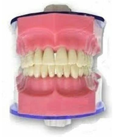 sainio Jaw Set and Teeth B 561 Easily Fitted in The Phantom