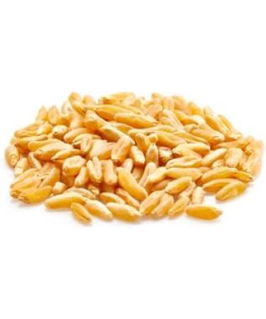 Yupik Organic Kamut Grains 1 kg Non-GMO Vegan Kosher Raw Whole Grains Khorasan Wheat Nutty Flavor Source of Fiber & Iron Ideal for Cooking & Sprouting 1 kg (Pack of 1) - Buy Online on GoSupps.com