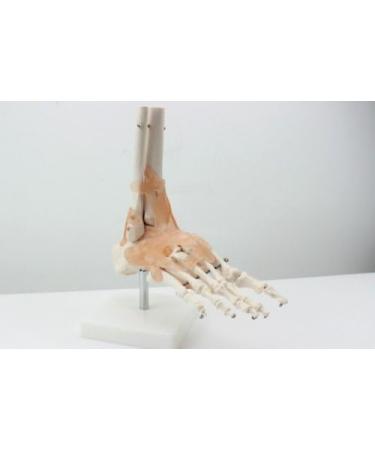 Buy Human 1:1 Natural Size Foot Joint Model - Anatomical Ligaments & Bone Simulation for Medical Study - Free International Shipping - Buy Online on GoSupps.com