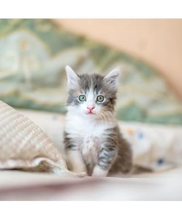 JTPHARMA Lacto Cat Colostrum Pack of 30 sachets of 10 g - Complementary nursing food for Cats. - Buy Online on GoSupps.com