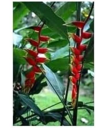 Ginger rhizome 250g POWDER Zingiber officinale - Buy Online on GoSupps.com
