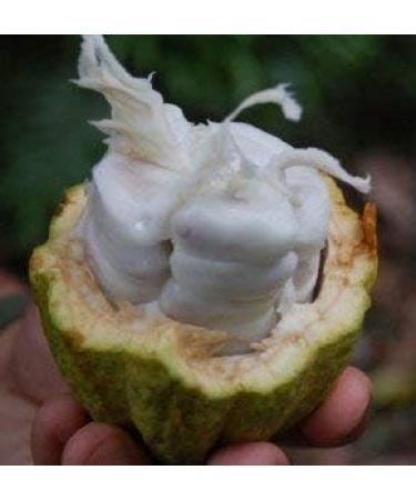 Cocoa Butter Pure Natural Unrefined 0.5 Kg - Buy Online on GoSupps.com