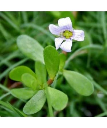 Lost Empire Herbs Bacopa (Bacopa Monnieri) Full Spectrum Extract Powder - Organic - 30 Grams - Buy Online on GoSupps.com