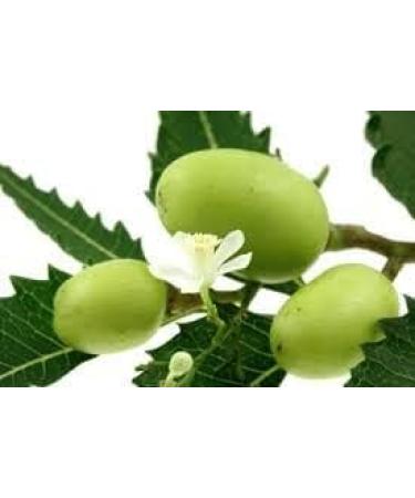 Pro-Equine Sweet Itch Shampoo and Neem Oil twin pack - Buy Online on GoSupps.com