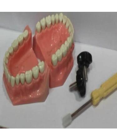 sainio Jaw Set and Teeth B 561 Easily Fitted in The Phantom - Buy Online on GoSupps.com