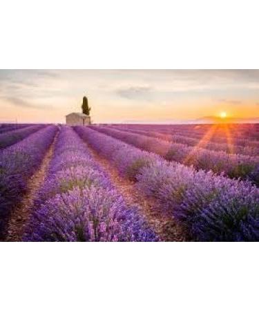 Premium Lavender 50g - 100% Pure Raw Wild Non-GMO Vegan - Promotes Relaxation Stress Relief & Sleep Quality - Ideal for Herbal Tea Bathing - Buy Online on GoSupps.com