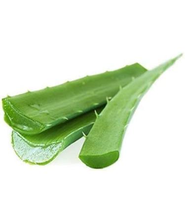 Seelans Fresh Aloe Vera Leaves | 4 Piece | Improve Skin and Prevent Wrinkles | Aloe Vera Juice Source of Antioxidants| Fresh Leaf | Indian Origin Next Day Shipping - Buy Online on GoSupps.com
