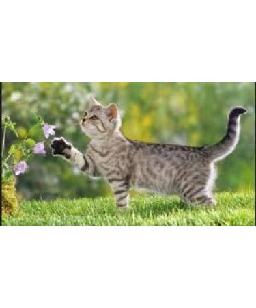 Colloidal Silver - Wellness Solutions - Vegan - Gluten Free 32 fl. oz - Buy Online on GoSupps.com