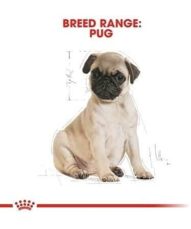 Royal Canin Pug Puppy Complete Dry Dog Food 1.5kg - Buy Online on GoSupps.com