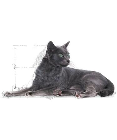 Royal Canin Regular Sterilized 7+ | Double Pack | 2 x 400g | Complete Food for Sterilized Cats | Can Help Support Kidney and - Buy Online on GoSupps.com