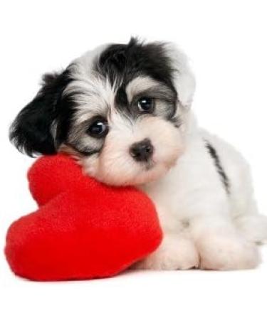 Dog Heart Health - Omega 3 - Advanced Complex - Health & Wellness - for Dogs - dha for Dogs - 2 Bottle (360 Softgels) - Buy Online on GoSupps.com