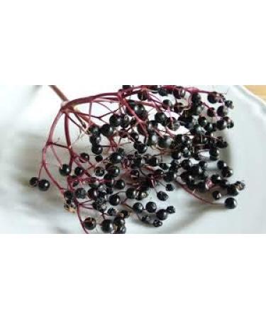 HUGE 18 oz Mrs. Miller's Elderberry Jelly - Pack of 2 - Amish and Homemade! - Buy Online on GoSupps.com