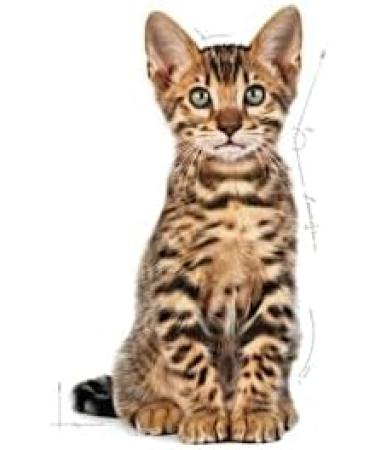 Royal Canin Dry Kitten Food Sterilised 2 Kg 2.5 kg (Pack of 1) - Buy Online on GoSupps.com