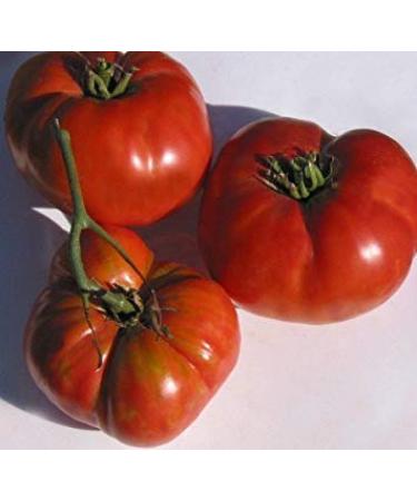 VISA STORE 5 Packs of 25 Seeds Todd County Amish- Tomato Seeds