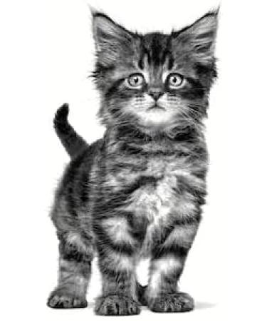 ROYAL CANIN Gastrointestinal Kitten Wet 12 x 195 g - Buy Online on GoSupps.com