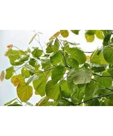 100 Cercis Gigantea Tree seeds - Buy Online on GoSupps.com