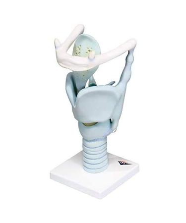 3B Scientific VC219 Functional Larynx Model 3 Times Full-Size 12.6-Inchx5.1-Inchx5.9-Inch - Buy Online on GoSupps.com