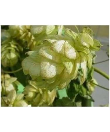 France Herboristerie Semi-Green Hops 250g POWDER Humulus lupulus - Buy Online on GoSupps.com