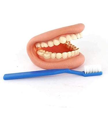 Dental Care Model for Kids | Tooth Brushing Practice & Teaching Aid - International Shipping - Buy Online on GoSupps.com