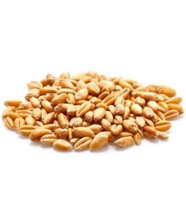 Yupik Organic Wheat 1 kg Non-GMO Vegan Kosher Raw Whole Grains Salt-Free Oil-Free Source of Fiber Sprouts Easily Ideal for Baking & Cooking 1 kg (Pack of 1) - Buy Online on GoSupps.com