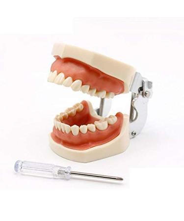 Samnuerly dental removable adult teeth model dentist standard removable tooth teaching materials oral model gum practice model